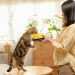 Can Kittens Eat Adult Cat Food?