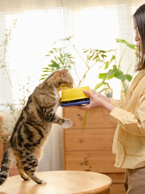 Can Kittens Eat Adult Cat Food?