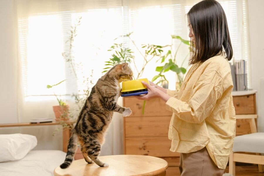 Can Kittens Eat Adult Cat Food?